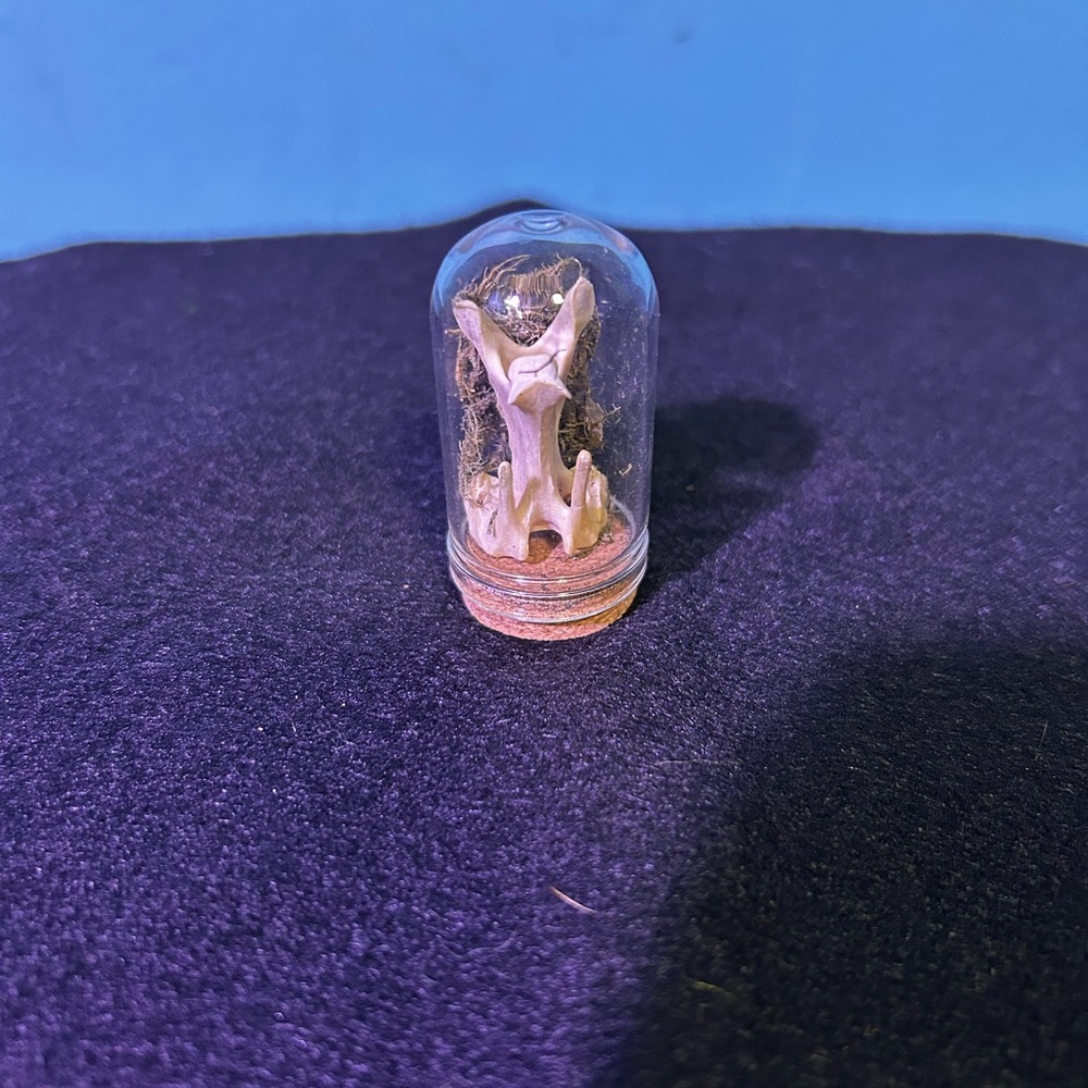 Decorative Glass Dome with Natural Elements